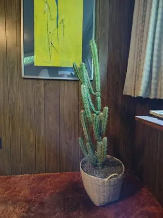 House plant
