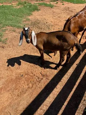 Nubian Doeling $500