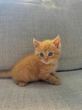 kittens
