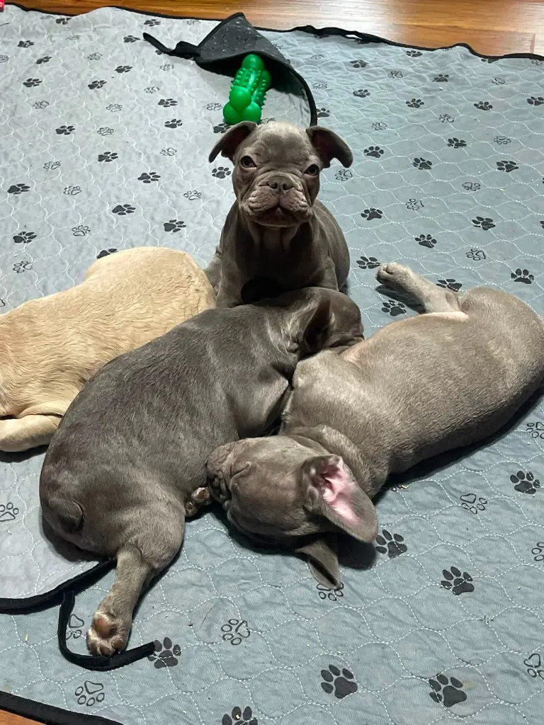 πΎπ€ WATCH THEM GO DOWN FOR THE COUNT! ππΆ