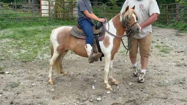 Set of pony mares