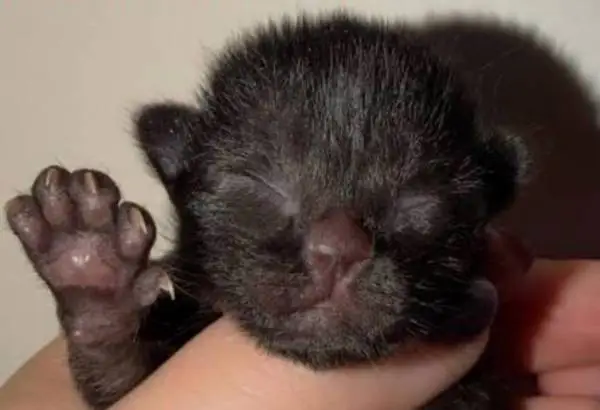 Kittens