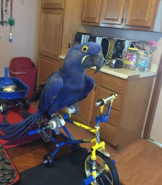 Hyacinth Macaw