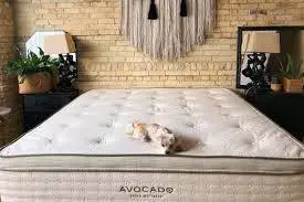 Full Pillowtop Avocado Mattress