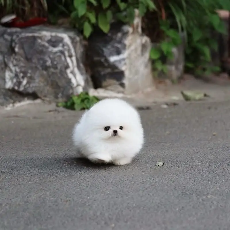 Pommerian puppies for adoption
