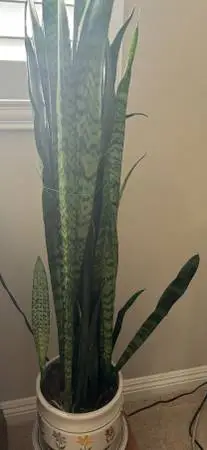 Snake plants very tall, healthy need new home