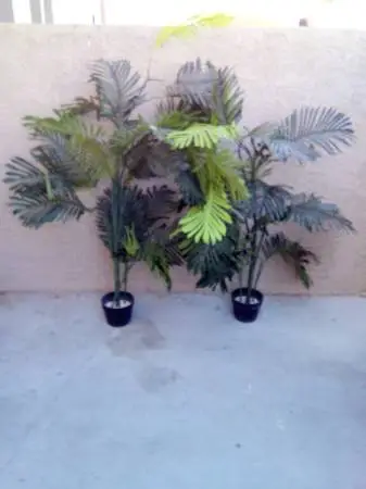 Nice house plants & 6ft life like cactus (no emails cash only)$100