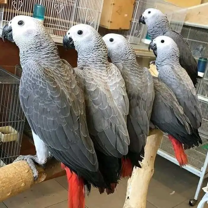parrot