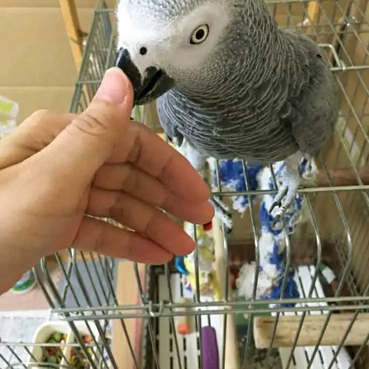 parrot
