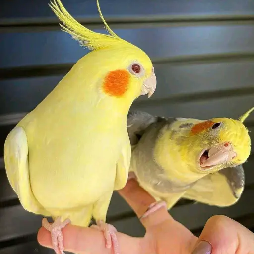 parrot 🦜