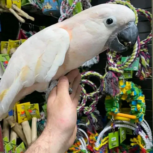 parrot