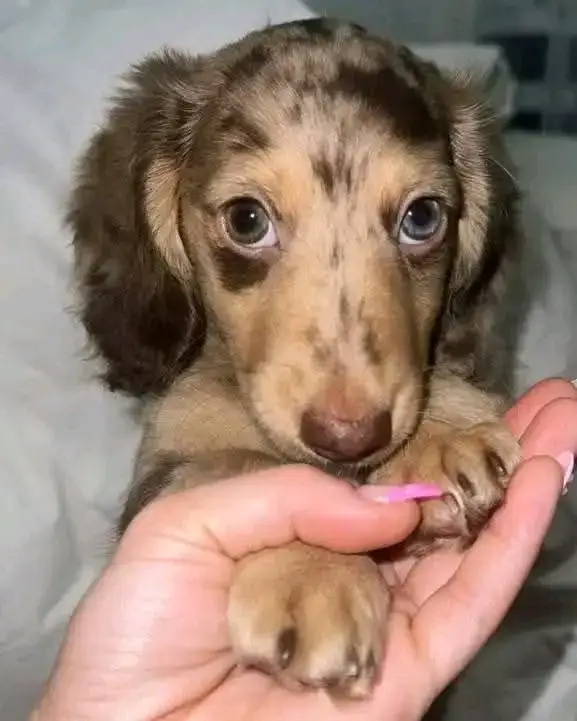 Dachshund puppies