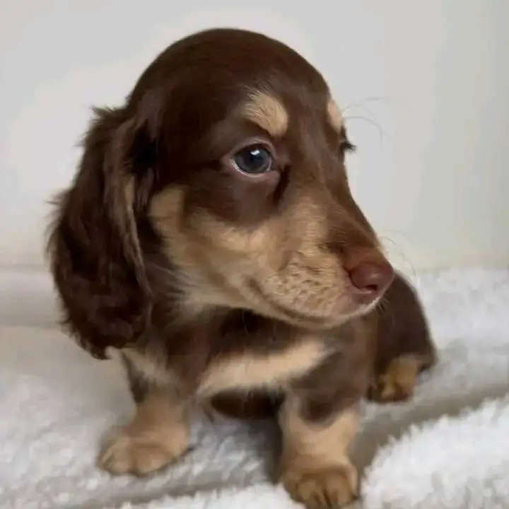 dachshund puppies
