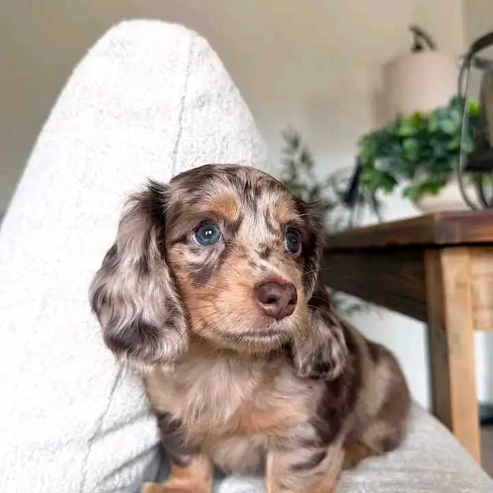 dachshund puppies