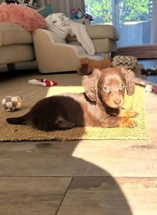 Dachshund puppies