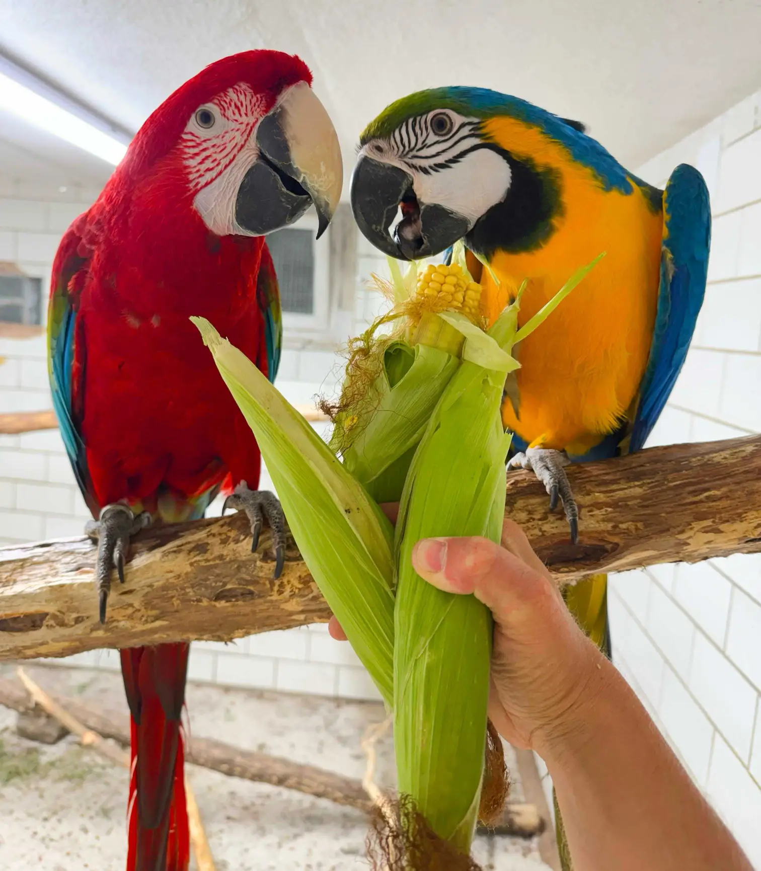 Greenwing macaw with Blue and Gold macaw rehoming