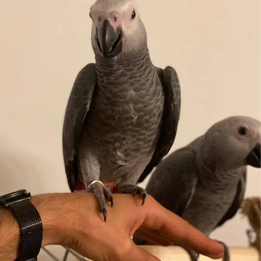 African Grey Parrots pair available