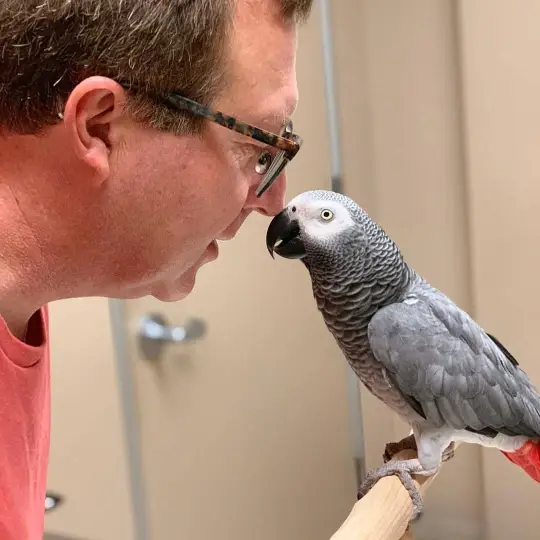 MALE AFRICAN GREY — READY FOR HIS NEW HOME