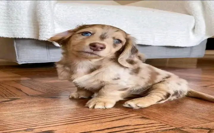 Dachshund puppies