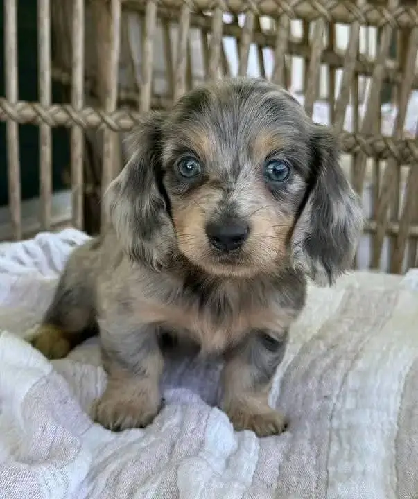 Dachshund puppies
