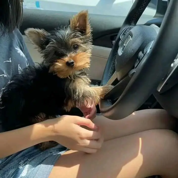 Rehoming Teacup Yorkie puppies in Long Beach, CA — sweet pups ready for adoption. Yorkshire Terrier