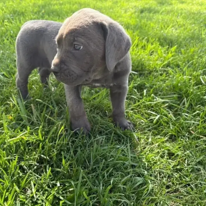Cane Corso Puppy