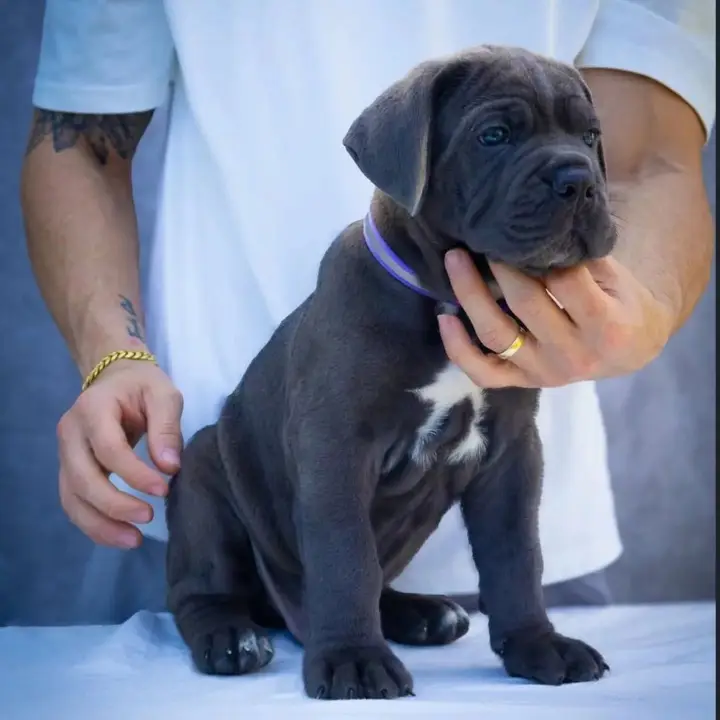 Cane Corso Puppy