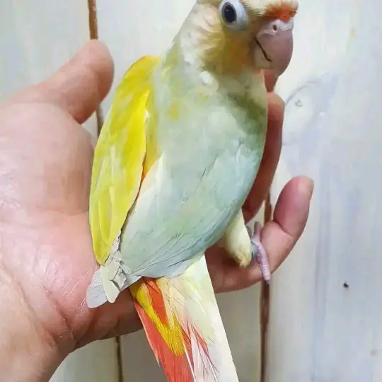 parrot