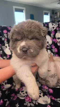 MINI BEAR COAT SHAR PEIS