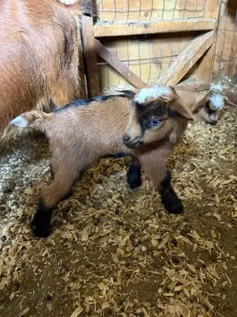 Nigerian Dwarf Goats