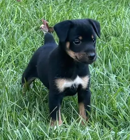 Squirrel Dog Pups (Atomic)