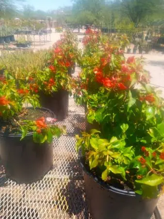 3 GALLON FLAME BOUGAINVILLEA