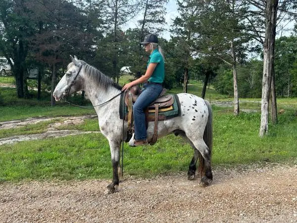 Appaloosa Gelding Gaited and broke to ride - Commander