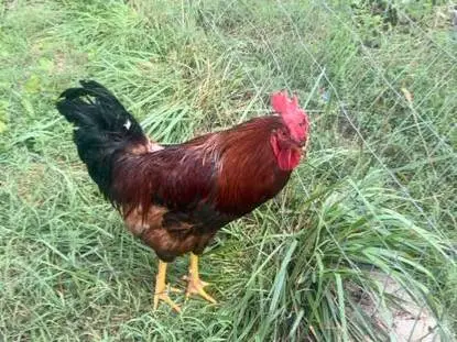 Roosters