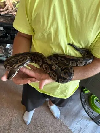 3 Ball Python Snakes