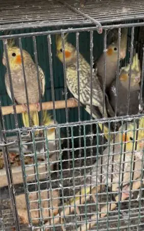 Cockatiels