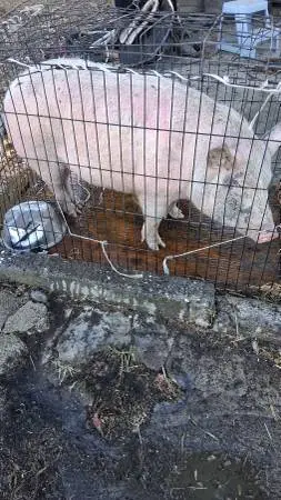 PIG 🐷