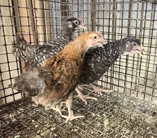 10 Young Roosters
