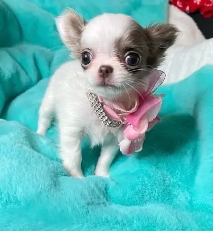 Teacup chihuahua