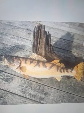 Vintage Walleye Fish Mount