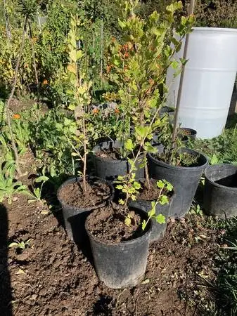 potted gooseberry plants