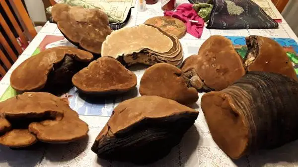 Alaskan punk chaga