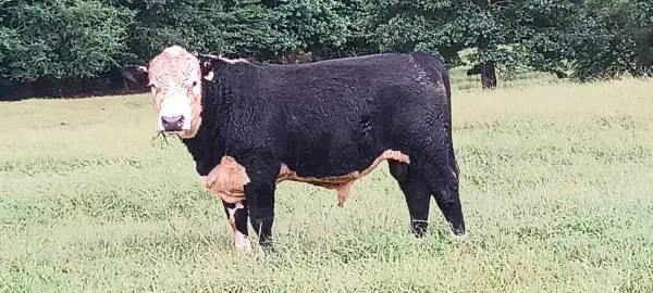 Reg black Hereford bulls