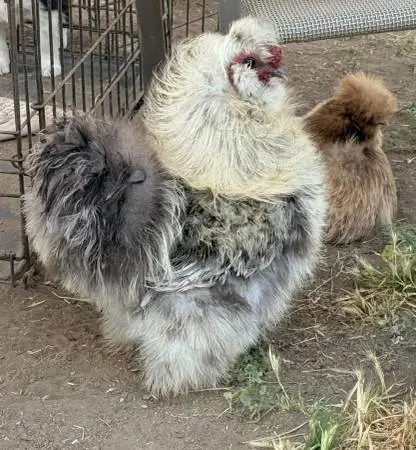 FRIZZLE Rooster