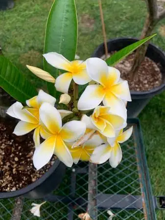 I buy Plumeria, Plumerias