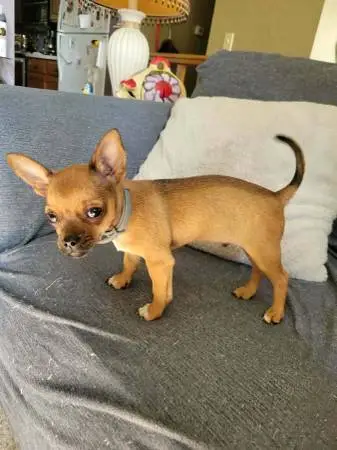 Applehead chihuahua