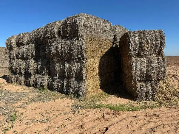 Cheap Cow Hay