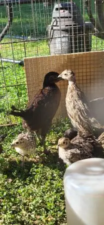 Pheasants ringneck,  mutant melanistic