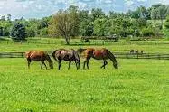 Horse pasture & barn for rent & boarding