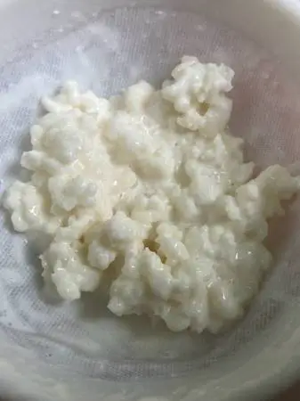 Organic Live Probiotic Milk Kefir Grains Start (Processed Fresh Day of Pickup)